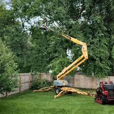 Grass Overseeding in Dickson City, PA