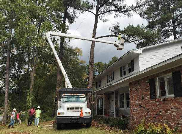 Professional Tree Care in Dickson City, PA