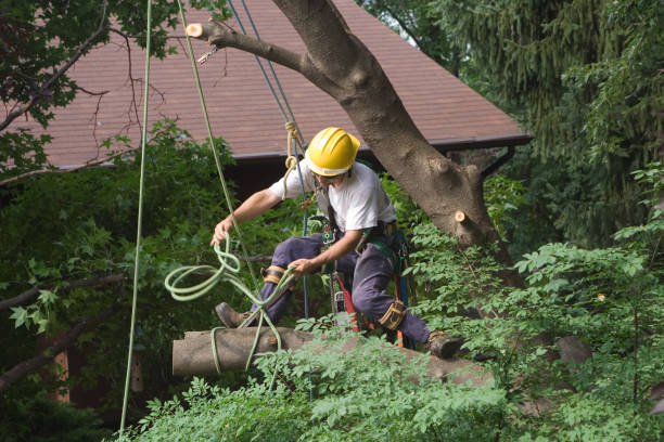 Best Aeration Services  in Dickson City, PA