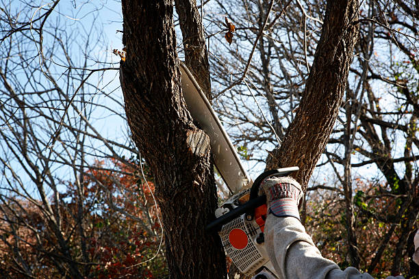 How Our Tree Care Process Works  in  Dickson City, PA